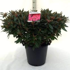 Rhododendron (Rhododendron 'Winsome') -Tuinplanten Winkel r. winsome c30