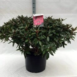 Rhododendron (Rhododendron 'Winsome') -Tuinplanten Winkel r. winsome c40