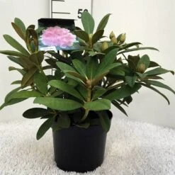 Rhododendron (Rhododendron 'Doc') -Tuinplanten Winkel r. y doc c5