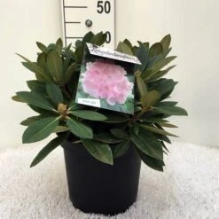 Dwergrhododendron (Rhododendron 'Dreamland') 23 Dwergrhododendron (Rhododendron 'Dreamland') -Tuinplanten Winkel r. y dreamland c5