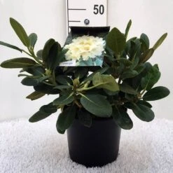 Rhododendron (Rhododendron 'Flava') -Tuinplanten Winkel r. y flava c5