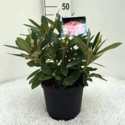 Rhododendron (Rhododendron 'Percy Wiseman') 25 Rhododendron (Rhododendron 'Percy Wiseman') -Tuinplanten Winkel r. y percy wiseman c5