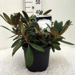 Dwergrhododendron (Rhododendron 'Porzellan') -Tuinplanten Winkel r. y porzelan c5