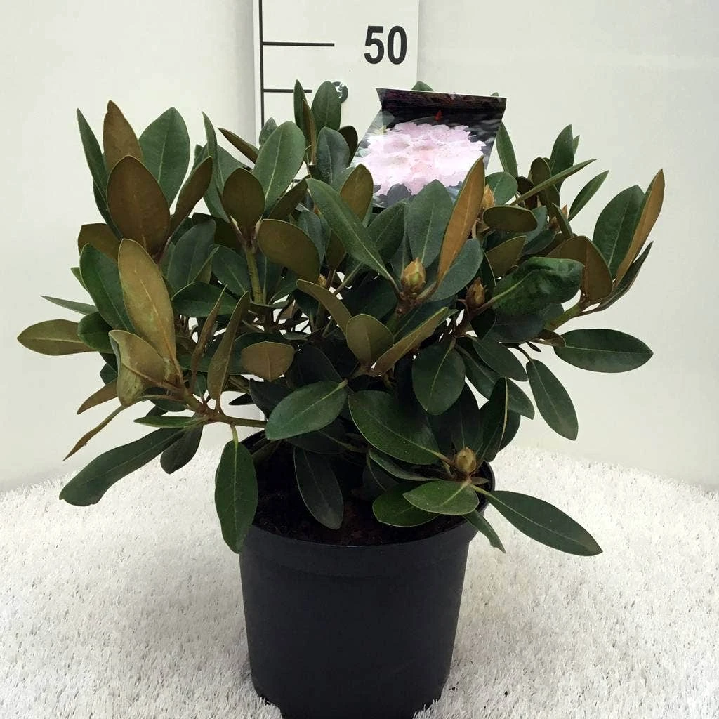 Dwergrhododendron (Rhododendron 'Silberwolke') 5 Dwergrhododendron (Rhododendron 'Silberwolke') - Afbeelding 3