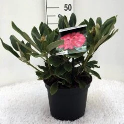 Rhododendron (Rhododendron 'Sneezy') -Tuinplanten Winkel r. y sneezy c5