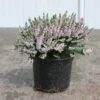 Struikheide (Calluna Vulgaris 'Radnor') 2 Struikheide (Calluna Vulgaris 'Radnor') -Tuinplanten Winkel radnor p12