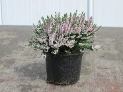 Struikheide (Calluna Vulgaris 'Radnor')