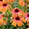 Zonnehoed (Echinacae Sunseekers Rainbow) -Tuinplanten Winkel rainbow marcella