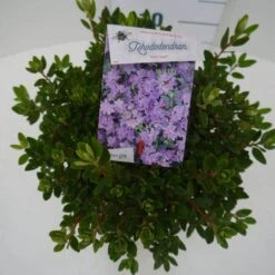 Dwergrhododendron (Rhododendron 'Ramapo') -Tuinplanten Winkel ramapo c2 boven