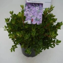 Dwergrhododendron (Rhododendron 'Ramapo') -Tuinplanten Winkel ramapo c2 zij