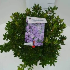 Dwergrhododendron (Rhododendron 'Ramapo') -Tuinplanten Winkel ramapo c4 boven