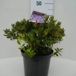 Dwergrhododendron (Rhododendron 'Ramapo') -Tuinplanten Winkel ramapo c4 voor