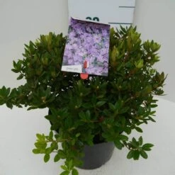 Dwergrhododendron (Rhododendron 'Ramapo') -Tuinplanten Winkel ramapo c4 zij