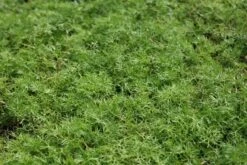 Waterranonkel (Ranunculus Aquatilis) -Tuinplanten Winkel ranunculus aquatilis 1