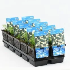 Waterranonkel (Ranunculus Aquatilis) -Tuinplanten Winkel ranunculus aquatilis 20180430160934