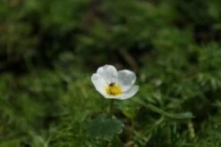 Waterranonkel (Ranunculus Aquatilis) -Tuinplanten Winkel ranunculus aquatilis 3