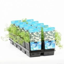 Waterranonkel (Ranunculus Aquatilis) -Tuinplanten Winkel ranunculus aquatilis t