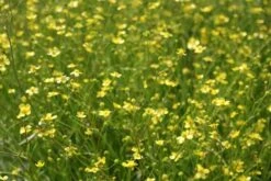 Egelboterbloem (Ranunculus Flammula)