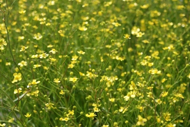 Egelboterbloem (Ranunculus Flammula) 3 Egelboterbloem (Ranunculus Flammula)