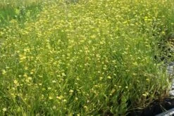 Egelboterbloem (Ranunculus Flammula) 16 Egelboterbloem (Ranunculus Flammula) -Tuinplanten Winkel ranunculus flammula 11 0 8 aqua sifra