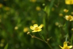 Egelboterbloem (Ranunculus Flammula) 17 Egelboterbloem (Ranunculus Flammula) -Tuinplanten Winkel ranunculus flammula 12 0 8 aqua sifra