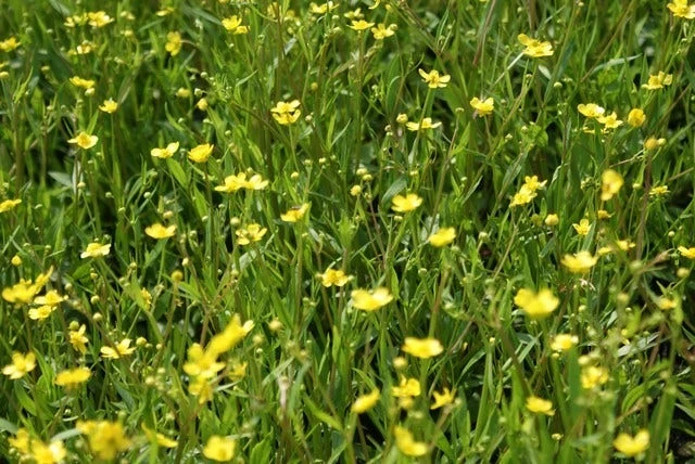 Egelboterbloem (Ranunculus Flammula) 5 Egelboterbloem (Ranunculus Flammula) - Afbeelding 3