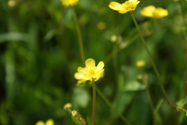 Egelboterbloem (Ranunculus Flammula) 6 Egelboterbloem (Ranunculus Flammula) - Afbeelding 4