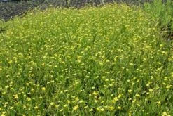 Egelboterbloem (Ranunculus Flammula) 15 Egelboterbloem (Ranunculus Flammula) -Tuinplanten Winkel ranunculus flammula 15 0 8 aqua sifra