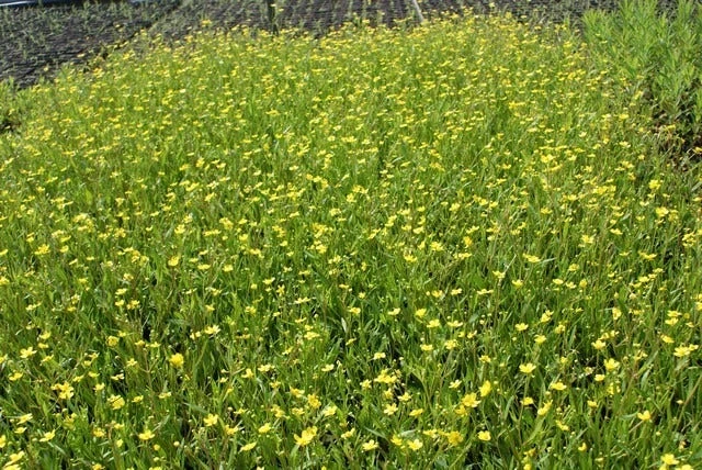 Egelboterbloem (Ranunculus Flammula) 7 Egelboterbloem (Ranunculus Flammula) - Afbeelding 5