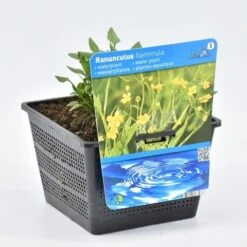 Egelboterbloem (Ranunculus Flammula) 19 Egelboterbloem (Ranunculus Flammula) -Tuinplanten Winkel ranunculus flammula 18x18 20180403200044 1