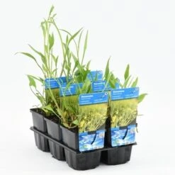 Egelboterbloem (Ranunculus Flammula) 18 Egelboterbloem (Ranunculus Flammula) -Tuinplanten Winkel ranunculus flammula 20180425113815 2