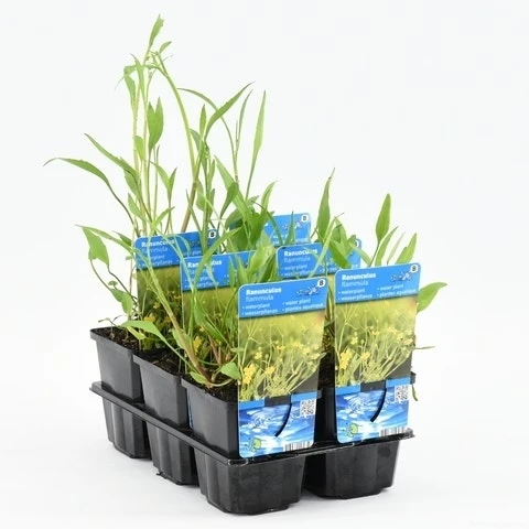 Egelboterbloem (Ranunculus Flammula) 10 Egelboterbloem (Ranunculus Flammula) - Afbeelding 8