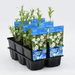 Genadekruid (Gratiola Officinalis) -Tuinplanten Winkel ratiola officinalis 20180412201207 m 10280 p9 g