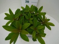 Rhododendron (Rhododendron 'Red Jack') -Tuinplanten Winkel red jack c2 boven