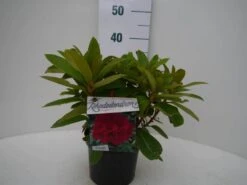 Rhododendron (Rhododendron 'Red Jack') -Tuinplanten Winkel red jack c2 voor
