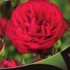 Stamroos (Rosa 'Red Meilove') -Tuinplanten Winkel red meilove v