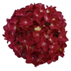 Hortensia Red Reggae (Hydrangea 'Music Collection') 7 Hortensia Red Reggae (Hydrangea 'Music Collection') -Tuinplanten Winkel red reggae 2