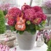 Hortensia Red Reggae (Hydrangea 'Music Collection') 2 Hortensia Red Reggae (Hydrangea 'Music Collection') -Tuinplanten Winkel red reggea 2