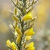 Gaspeldoorn (Ulex Europaeus) -Tuinplanten Winkel rera03412