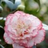 Camelia (Camellia Japonica 'Margaret Davis') 1 Camelia (Camellia Japonica 'Margaret Davis') -Tuinplanten Winkel rera03446