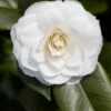 Camelia (Camellia Japonica 'Purity') -Tuinplanten Winkel rera03507