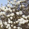 Beverboom (Magnolia Kobus) -Tuinplanten Winkel rera03974