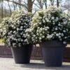Sneeuwbal Als Bolvorm (Viburnum Tinus 'Eve Price') 1 Sneeuwbal Als Bolvorm (Viburnum Tinus 'Eve Price') -Tuinplanten Winkel rera04753 1