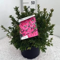 Japanse Azalea (Rhododendron 'Madame Van Hecke') -Tuinplanten Winkel rh. aj mme van hecke c10