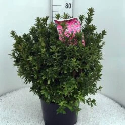 Japanse Azalea (Rhododendron 'Madame Van Hecke') -Tuinplanten Winkel rh. aj mme van hecke c15