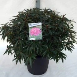 Rhododendron (Rhododendron 'Graziella') -Tuinplanten Winkel rh. graziella c30