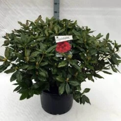 Rhododendron (Rhododendron 'Lord Roberts') -Tuinplanten Winkel rh. lord roberts c40