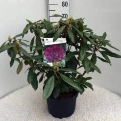 Rhododendron (Rhododendron 'Marcel Menard') -Tuinplanten Winkel rh. marcel menard c10 50 cm