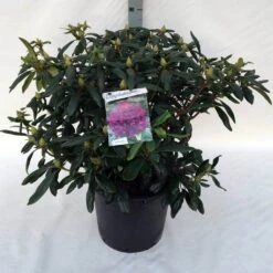Rhododendron (Rhododendron 'Marcel Menard') -Tuinplanten Winkel rh. marcel menard c30