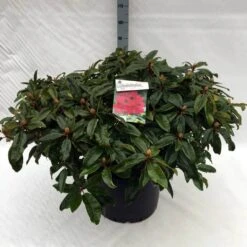Rhododendron (Rhododendron 'Marie Forte') -Tuinplanten Winkel rh. marie forte c40